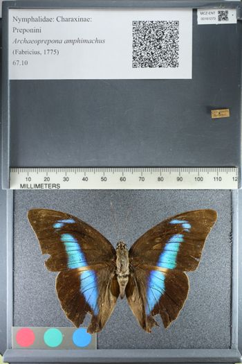 Media type: image;   Entomology 161273